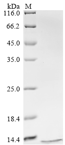 Bovine S100B Protein