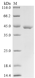 Mouse Bicd2 Protein
