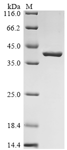 VP30 Protein