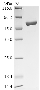 bioA Protein