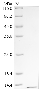 Human FXR1 Protein