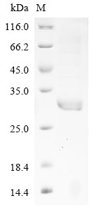 Equine CKM Protein
