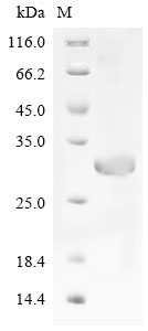 CKM Protein