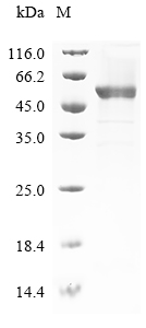 Equine FGB Protein