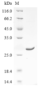 apM1 Protein