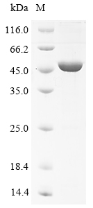 Mouse Nptx1 Protein