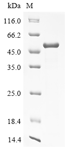 Human RAD23A Protein