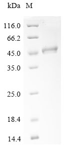 SPT14 Protein