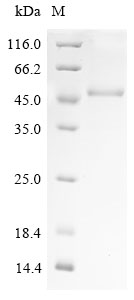 Human SNX16 Protein