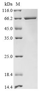 Human SHC1 Protein (Biotin)