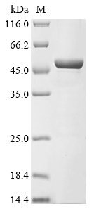 Human ALKBH5 Protein