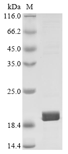 E. coli eltB Protein