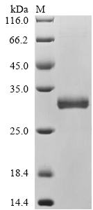 splB Protein
