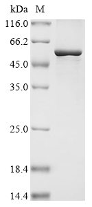 Human MGAT2 Protein