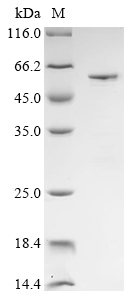 Rabbit MGAT1 Protein