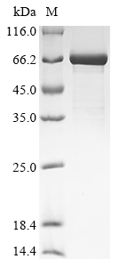 Mouse Mgat3 Protein