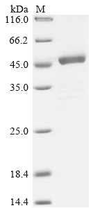 Rat Sharpin Protein