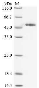 odh1 Protein