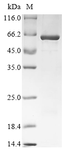 Xenopus pparg Protein