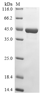 Escherichia phage lambda Integrase Protein