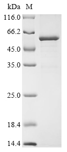 Mouse Trim72 Protein