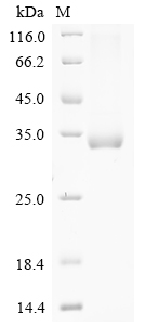 Mouse Col4a3 Protein
