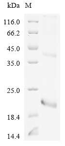 Rat Pla2g2a Protein