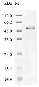 Human CILP2 Protein