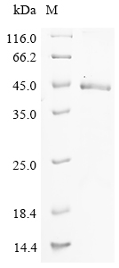 Mouse C1qtnf6 Protein