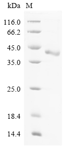 Rat Ctsz Protein