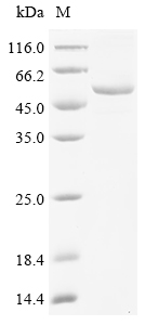 Mouse Eno3 Protein