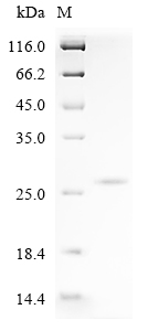 Rat Keratinocyte differentiation-associated Protein