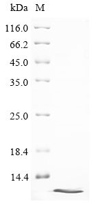 Dactylis glomerata Major pollen allergen Dac g 4 Protein