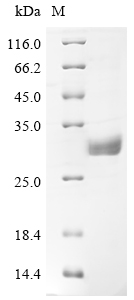 Human BTN3A1 Protein