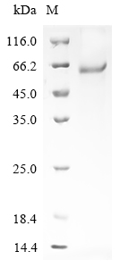 Mouse Ltbp4 Protein