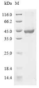 Bovine DCN Protein