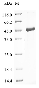 Human DBP Protein