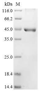 Human DFFB Protein