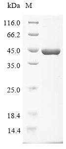 tdcD Protein