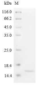 Dactylis glomerata Pollen allergen Dac g 3 Protein