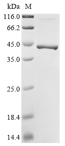 psaA Protein
