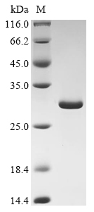 acpH Protein