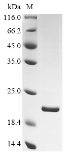 Helicobacter pylori Hp M6 HopQ Protein