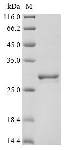 E. coli sta1 Protein