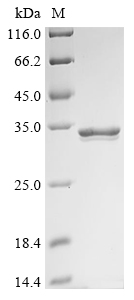 Staphylococcus aureus Exfoliative toxin B Protein