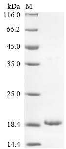 Staphylococcus aureus Delta-hemolysin Protein