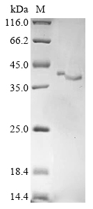 Rat Ociad1 Protein