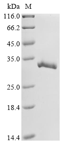 Mouse Gstm3 Protein
