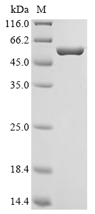 prgI Protein (Biotin)