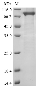 cheA Protein